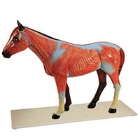 caballo