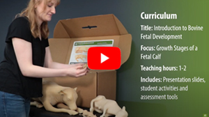 Bovine Fetal Development Video