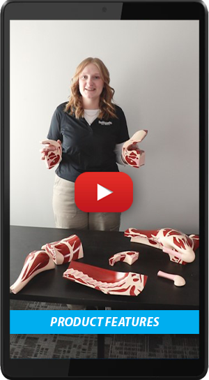 Butcher Lamb Cut Models