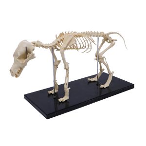 Realityworks Small Dog Skeleton