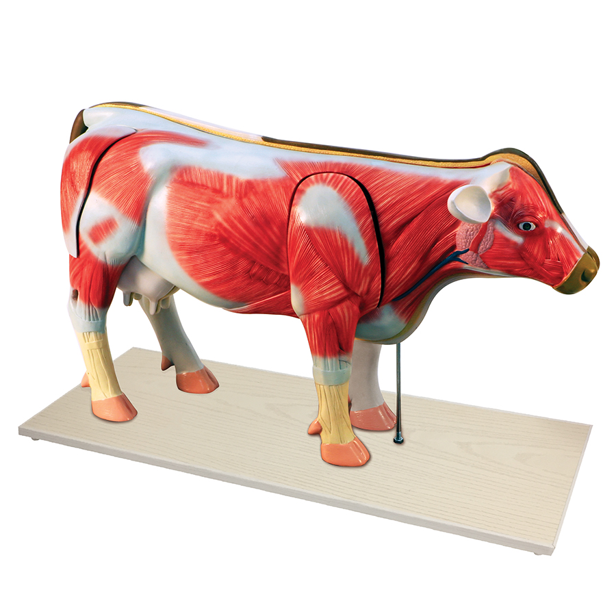 Eisco Labs Cow Digestive System Model