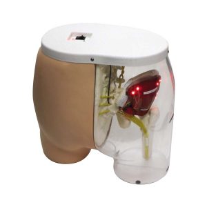 Buttocks Dorsogluteal Intramuscular Injection Simulator