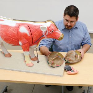 Teacher with Cow Model