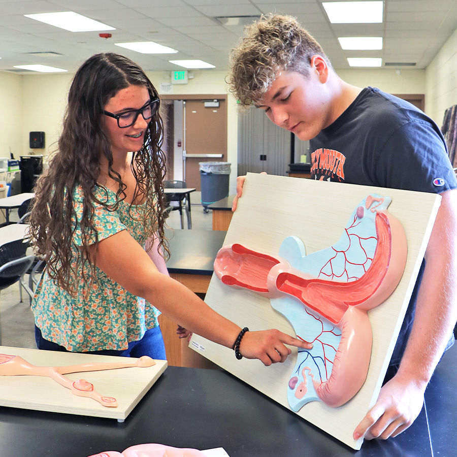 Horse Uterus Model