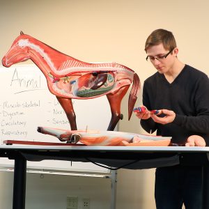 Student with Horse Model, one of our Animal Systems Tools
