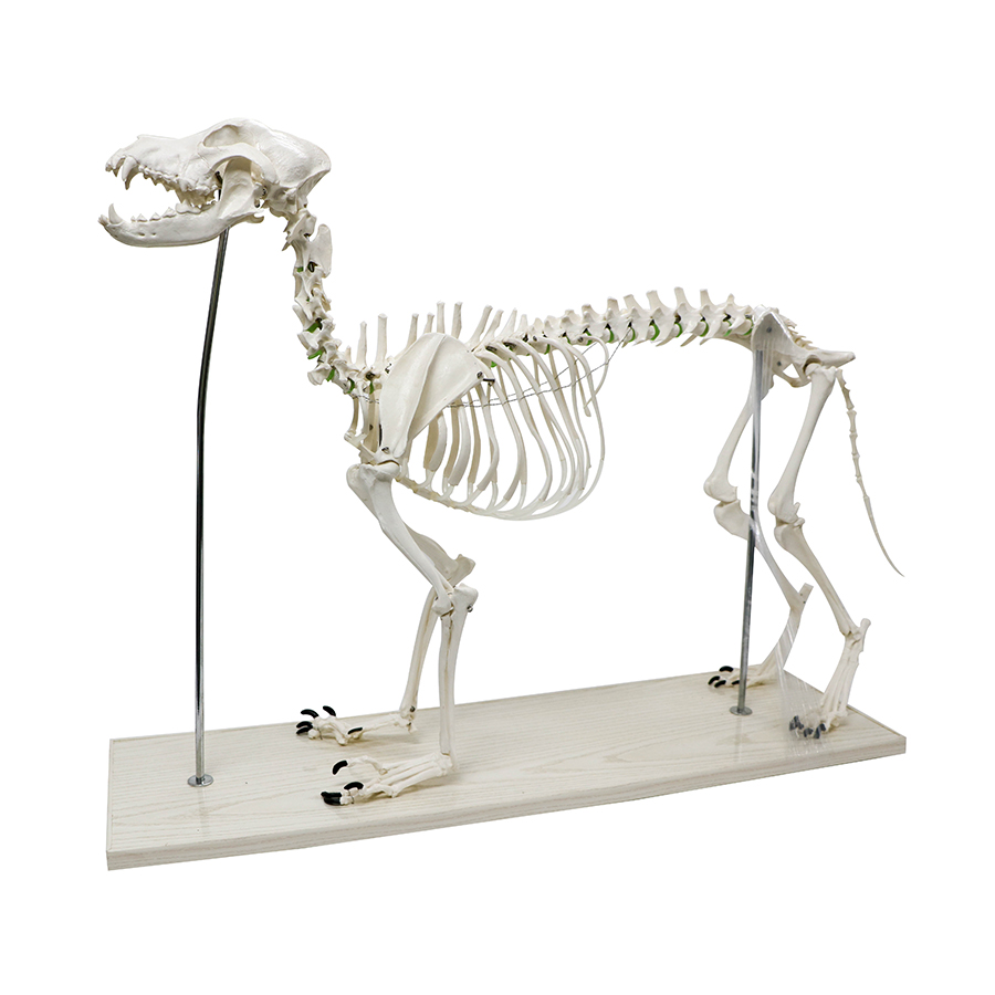 Large Dog Skeleton Model - Realityworks