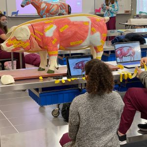 Students Using the Pig Model