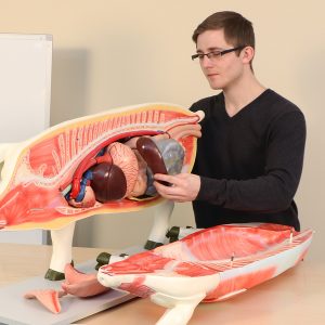 Student with Pig Model