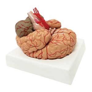 Brain and Cerebral Arteries Model