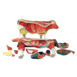 Cow Model