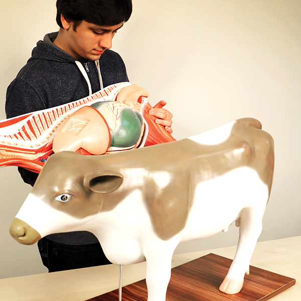Cow Model