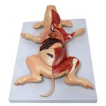 Dissected Fetal Pig
