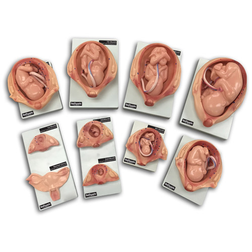 Fetal Dev Kit