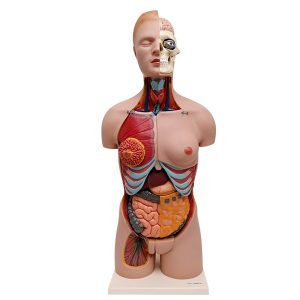 Human Torso Model Natural Size