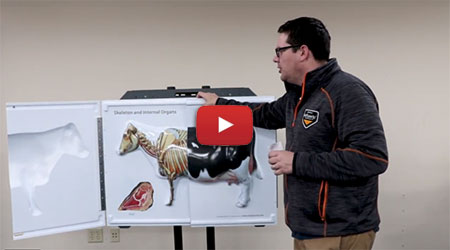 3D Flip Chart Bovine