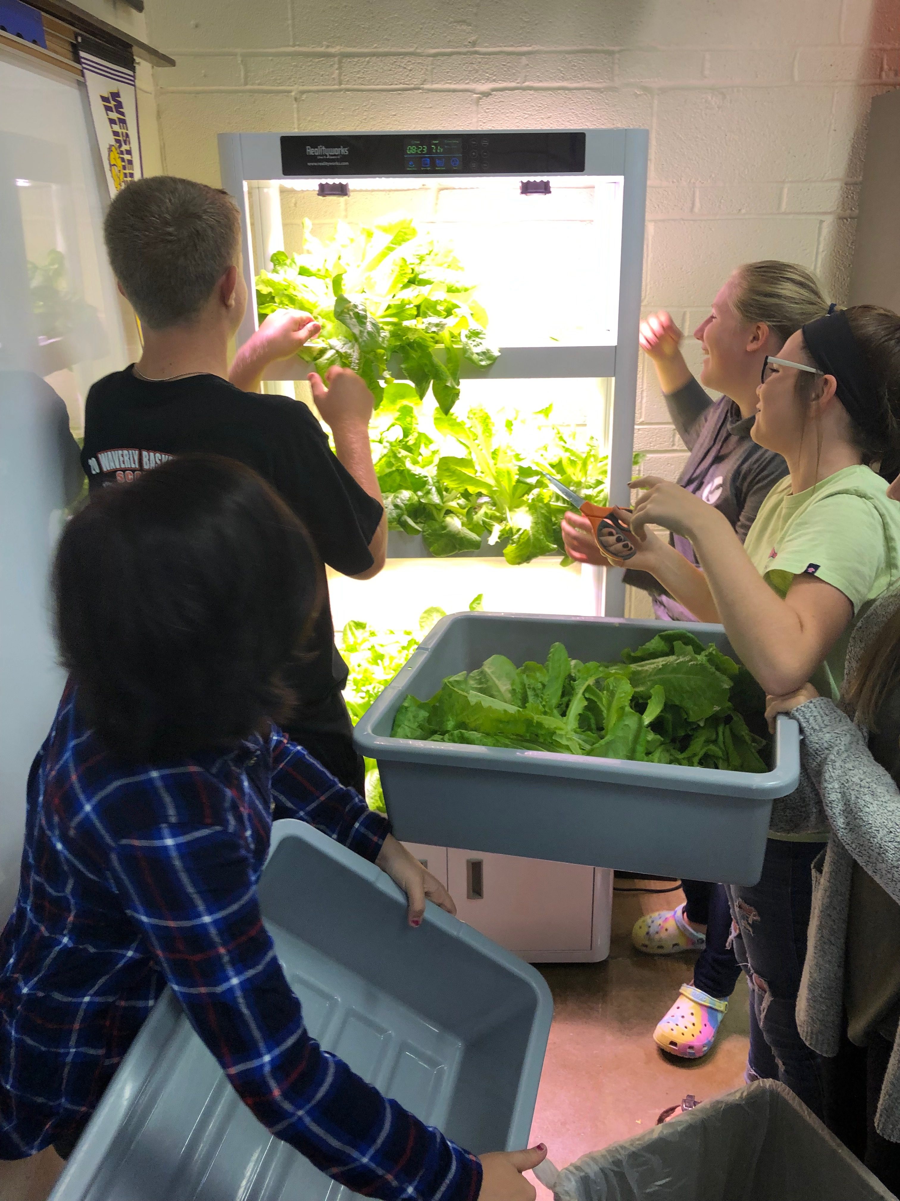 IMG-0759 hydroponics