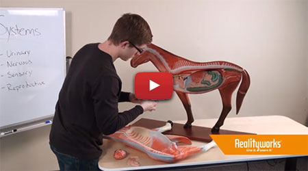Horse Model