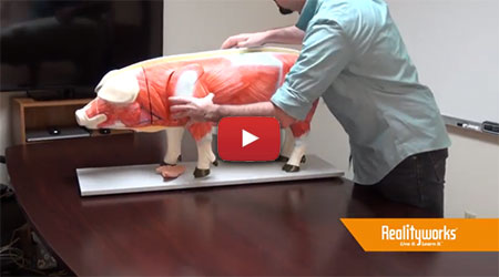 Pig Model