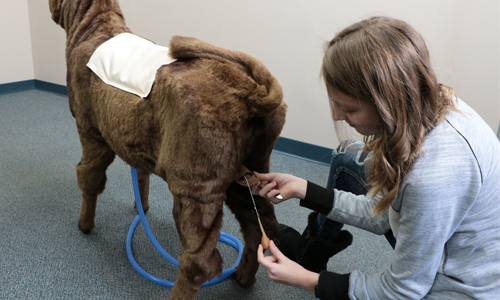 Student using Realityworks' Calf Simulator