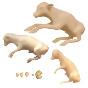 Bovine Fetal Dev Models