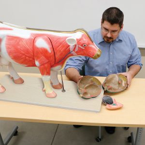 Cow Model Challenge