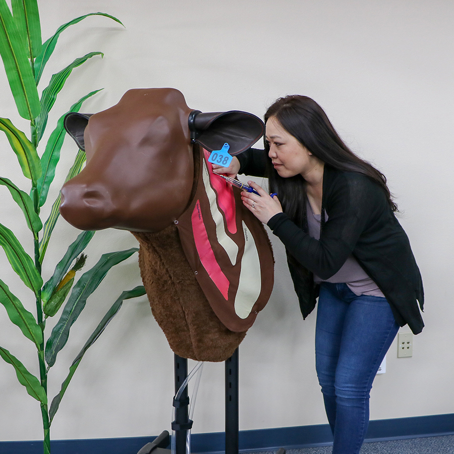 Bovine Injection simulator - an engaging tool for preview day