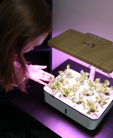 Mini hydroponics system