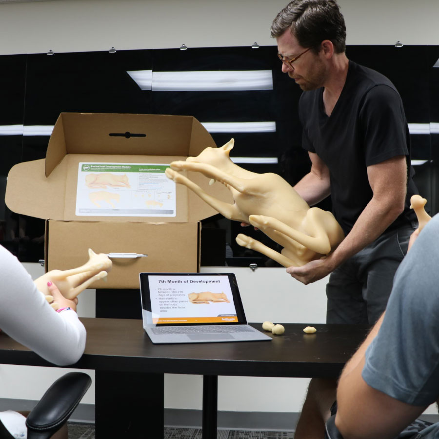 Bovine Fetal Dev Classroom Lifestyle
