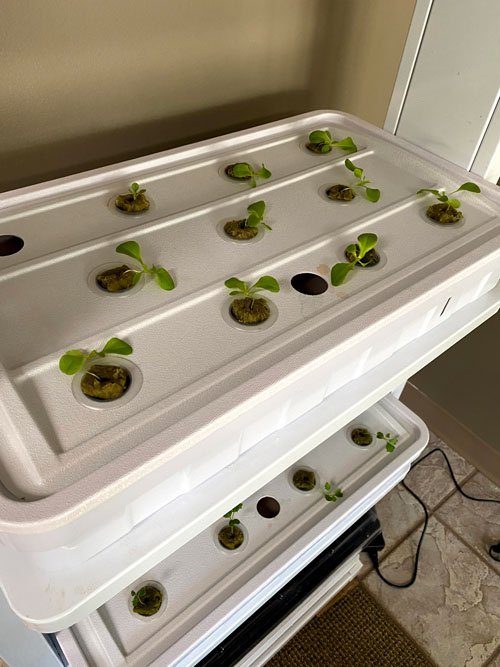 Emily's Plant Lab Educational Hydroponics System progress