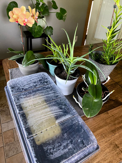 Hydroponics seeds germinating