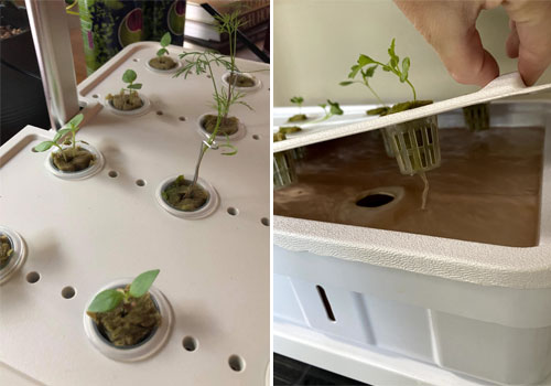 Allen and Emily's hydroponics plants