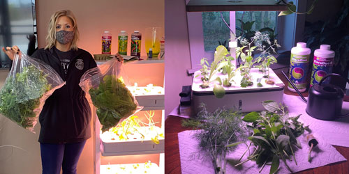 Emily and Allen's hydroponics harvest