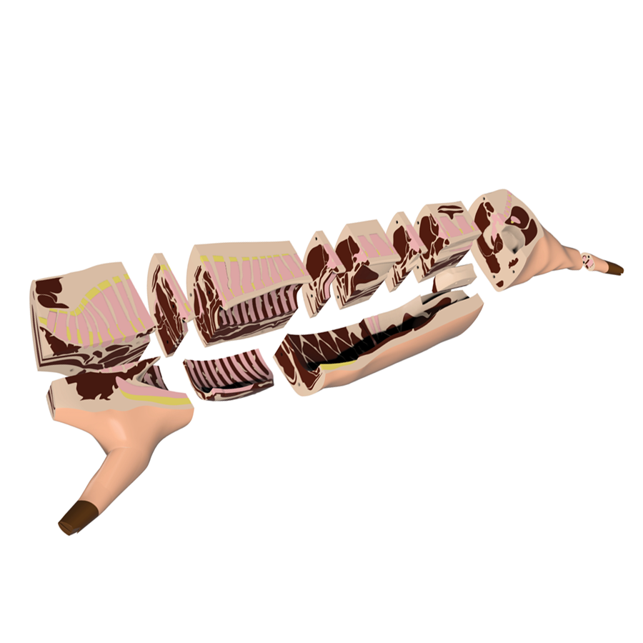Butcher Pork Cut Models Exploded View