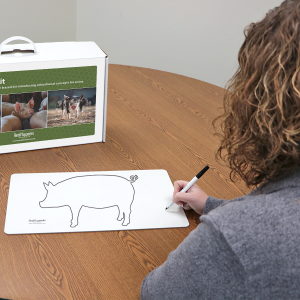 Student using animal whiteboard in the Swine Kit