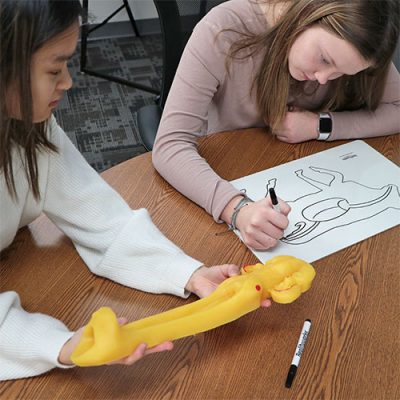 Students studying cow body systems with agriculture education kit