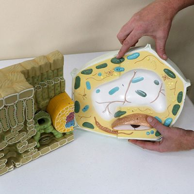 Close up of plant science models