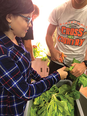 Students cutting plants in a hydroponics class