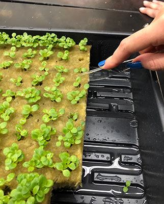 Germinating plants in a hydroponics class