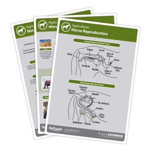 Horse Kit Posters