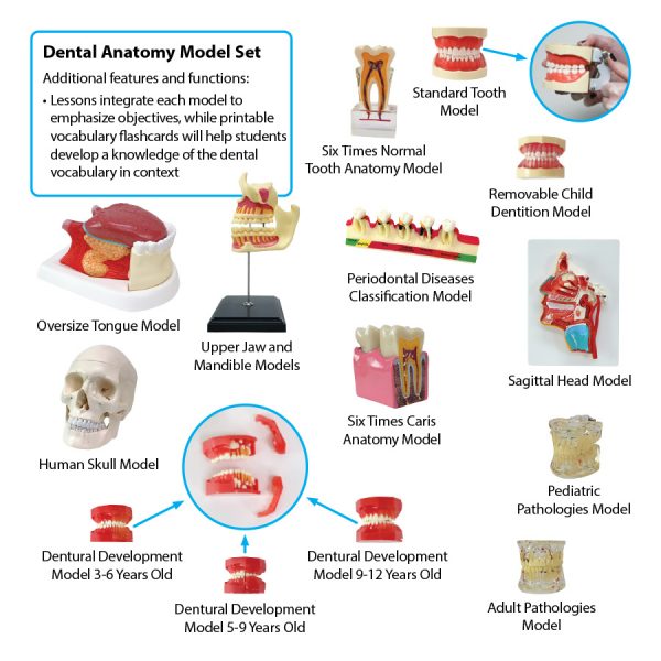 Dental Anatomy Features