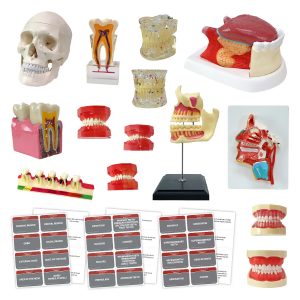 Dental Anatomy Model Set