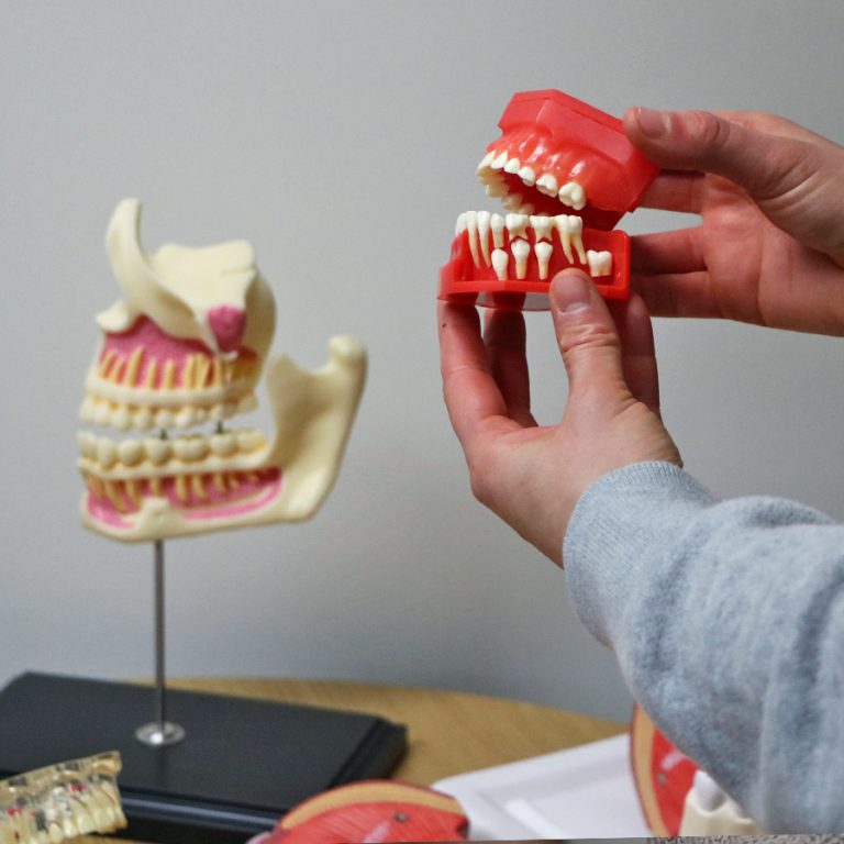 Dental Anatomy Model Set - Realityworks