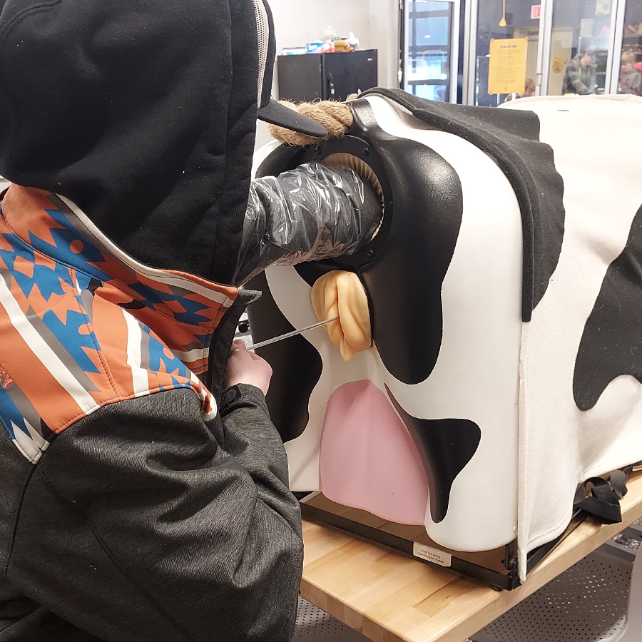 Student uses the Bovine Breeder