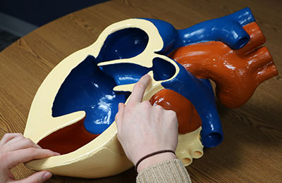 Student points out the pulmonary stenosis on the Tetralogy of Fallot heart model