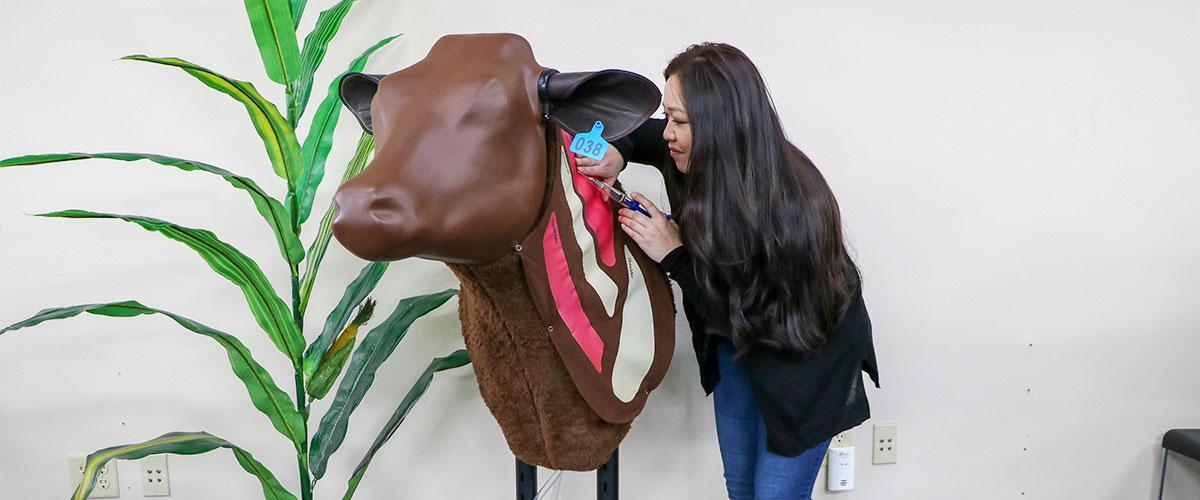 Teach Students About Bovine Injections with This Unique Simulator May 6 ...