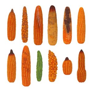 Abnormal Corn Ear Models