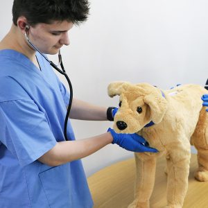 Students use the Canine Vital Signs Trainer