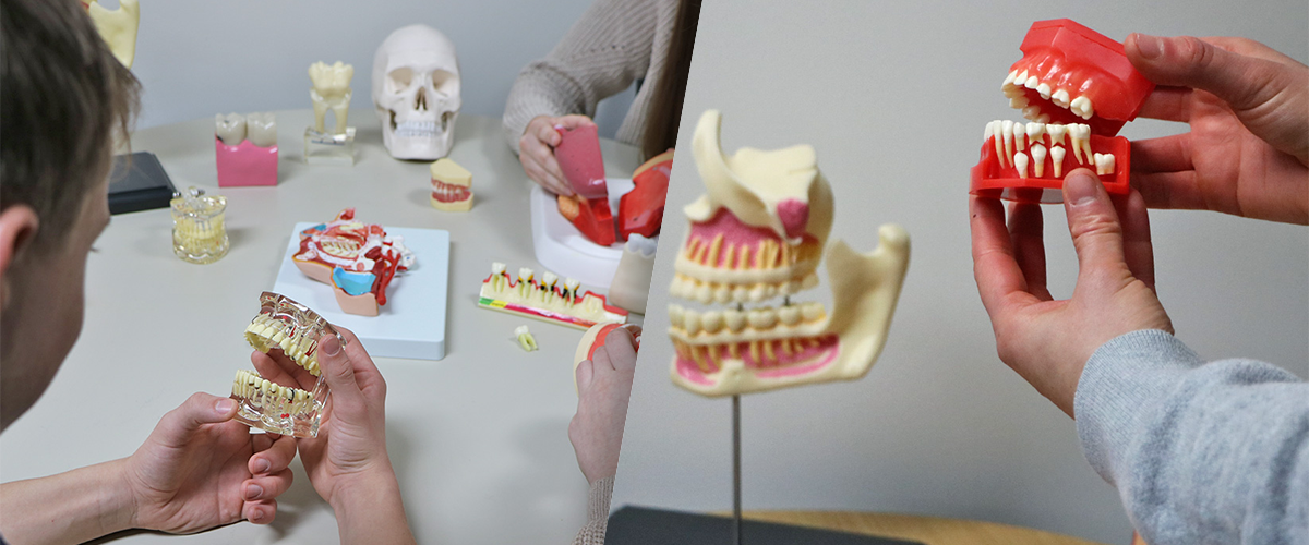 Enhance Dental Lessons with Realistic Dental Anatomy Models December 1 ...